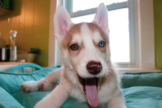 Siberian Husky puppy, age two months