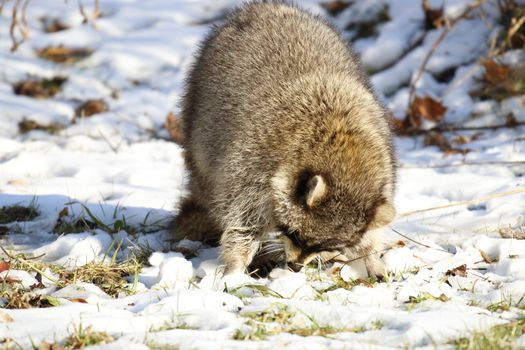 Rabid Raccoon foaming at the mouth. While this particular raccoon may not be rabid, a wet sick raccoon foaming at the mouth is a sign of rabies. Rabies is deadly