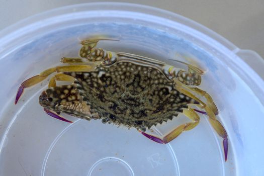 Top view of Blue manna crab, Sand crab. Flower crab. Portunus pelagicus isolated on a white background. Close-up photo of fresh raw Blue swimming sea crab, famously fresh seafood in the market.