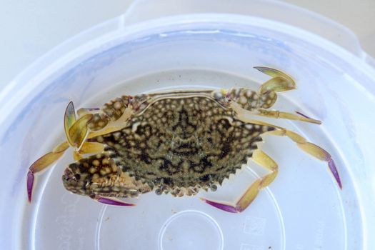 Top view of Blue manna crab, Sand crab. Flower crab. Portunus pelagicus isolated on a white background. Close-up photo of fresh raw Blue swimming sea crab, famously fresh seafood in the market.