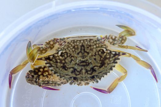 Top view of Blue manna crab, Sand crab. Flower crab. Portunus pelagicus isolated on a white background. Close-up photo of fresh raw Blue swimming sea crab, famously fresh seafood in the market.