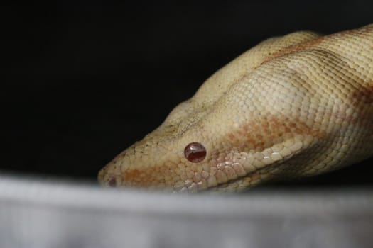 Close-up of Albinos Boa constrictor, Boa constrictor, 2 months old, in front of white background.