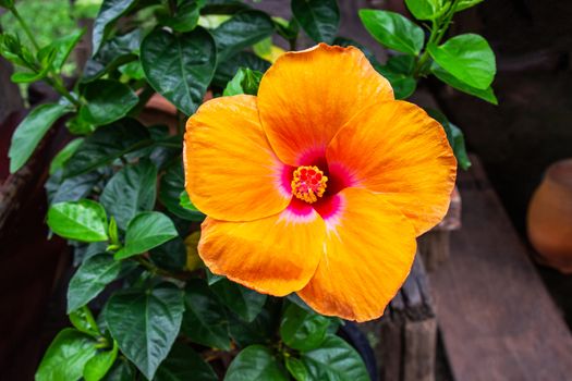 Orange hibiscus flower is blossom on green leaf color background.