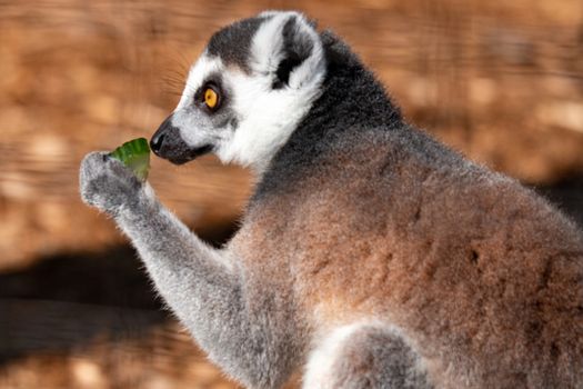 Portrait of a ring tail lemur. In wildlife