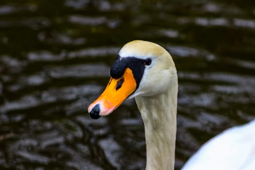 Mute swan head shot beautiful animal that is an iconic beauty animal.