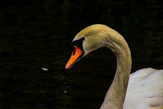 Mute swan head shot beautiful animal that is an iconic beauty animal.