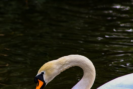 Mute swan head shot beautiful animal that is an iconic beauty animal.