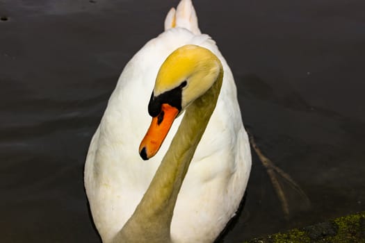 Mute swan head shot beautiful animal that is an iconic beauty animal.