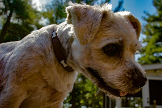 A scruffy Shih Tzu mixed breed dog outdoors.