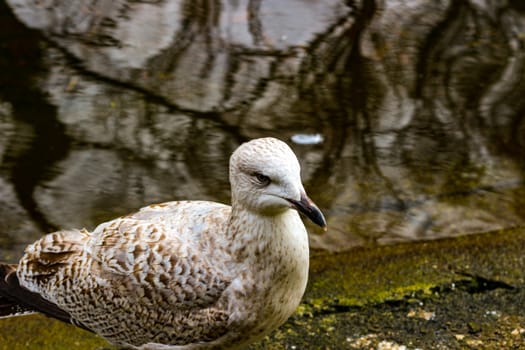 Close Up Of Seagull- Natural Background.