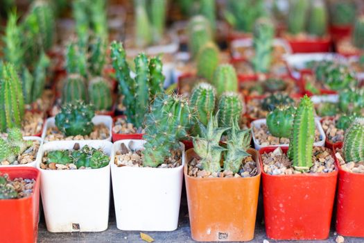 Various cactus plants, Suitable to decorate the home office