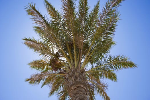 A date palm tree with the sun behind it against a blue sky
