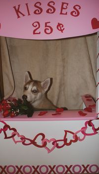 Valentine's day husky puppy with a big red heart and a single red rose on a black background