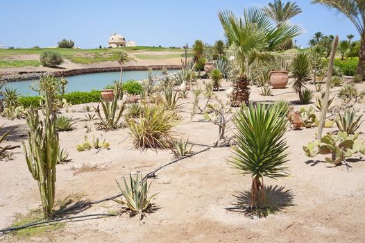 A desert garden with a variety of arid growing plants