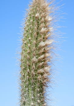 Top of a spiky cactus against a blue sky background
