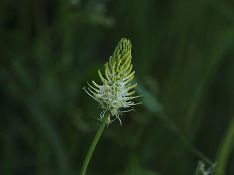 Nationally rare wild flower Spiked Rampion, found in East Sussex, England.