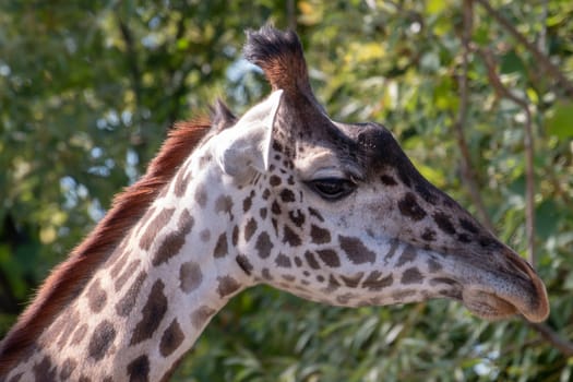 masai giraffe, beautiful animal and nice angle