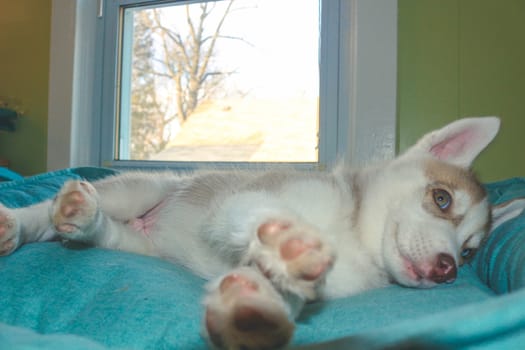 Siberian Husky puppy, age two months