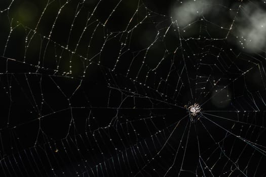 Macro spider on spider web