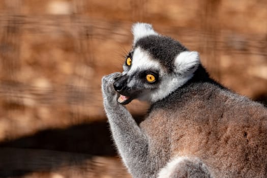 Ring tail lemur. This is a side view of a ring tail lemur on a tree.