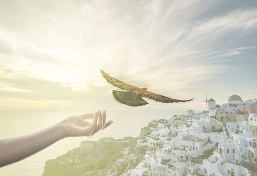 hand releasing pigeon bird free, sunset Santorini Oia Greece. Hope and freedom concept