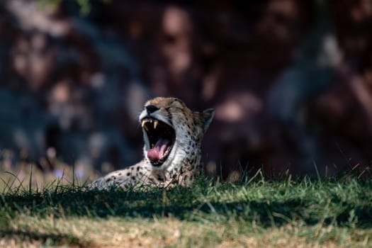 Close up of a growling cheetah with its mouth open.