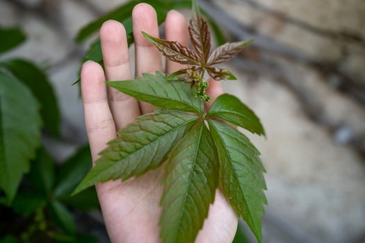 Green plant , Five-leaf on hand.