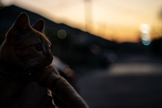 Silhouette front view photo of cat.