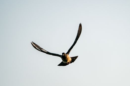 Silhouette flying pigeon bird in the sky.