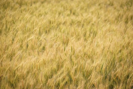 Gold grain ready for harvest in a farm field.