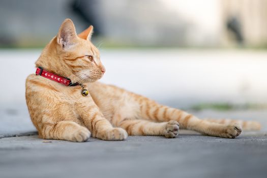 Yellow cat lies down on one's side, eyes half closed.