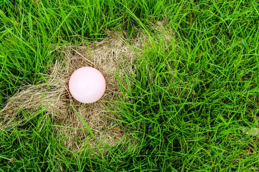 Eggs of some animals are placed on hay. The mother was out to find food