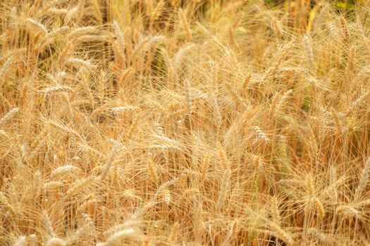 Gold grain ready for harvest in a farm field.