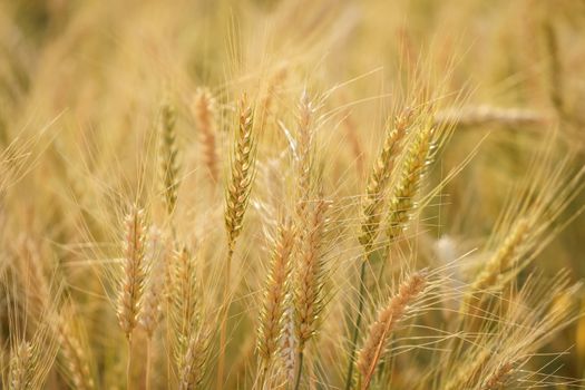 Gold grain ready for harvest in a farm field.