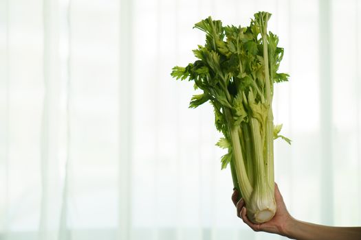 Women hand with fresh celery on white background.