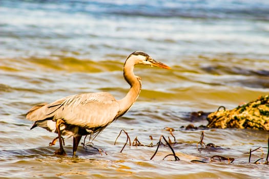 Great Blue Heron Ardea herodias - Fort Myers Beach, Florida.