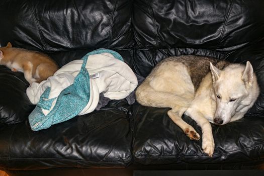 Lovely Siberian husky sleeps on a cozy sofa. Cute husky dog curl up in a ball on the master sofa in anticipation of the owner. Concept of a boring pet..