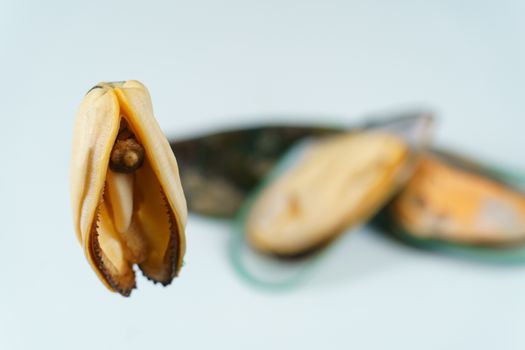 Mussels on a white background