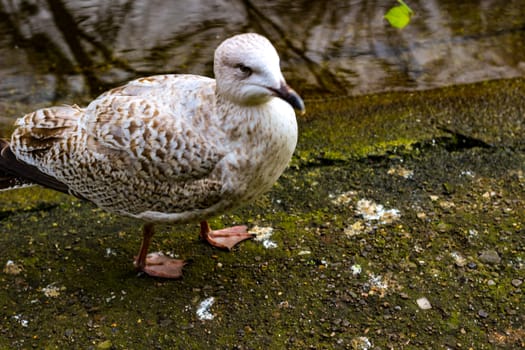 Close Up Of Seagull- Natural Background.