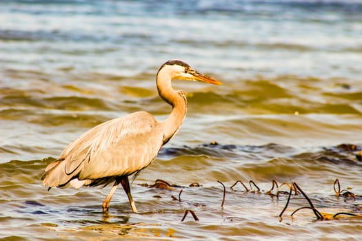 Great Blue Heron Ardea herodias - Fort Myers Beach, Florida.