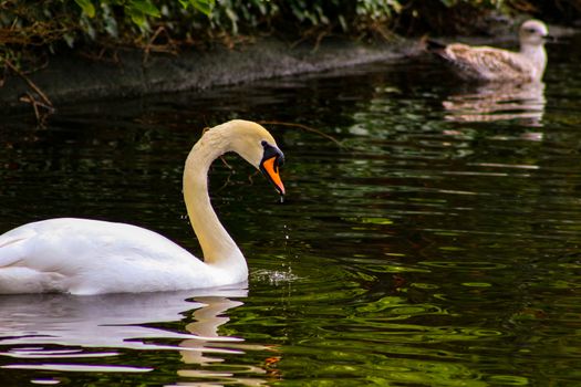 Mute swan cygnets, Cygnus olor, watched over by pen and cob, swimming in Grand Canal, Dublin, Ireland. Four young fluffy baby swans with soft down in water beside mother and father.