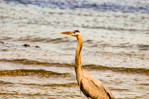 Great Blue Heron Ardea herodias - Fort Myers Beach, Florida.