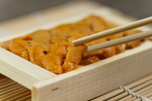 Uni sushi in chopsticks. Sea urchin(uni sashimi) ,Japanese food.