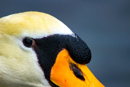 Mute swan head shot beautiful animal that is an iconic beauty animal.