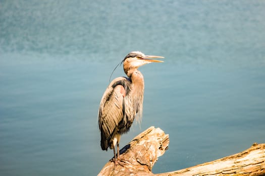 Portrait of a Great Blue Heron Ardea herodias .