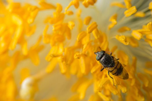 Bee macro scale with flowers