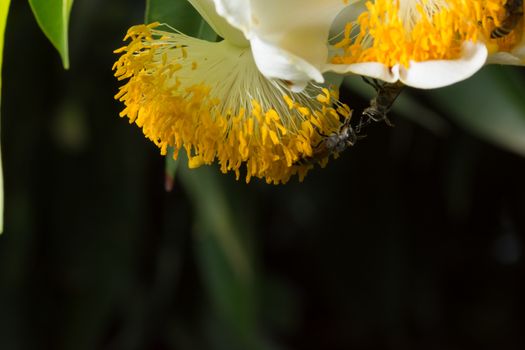Bee macro scale with flowers