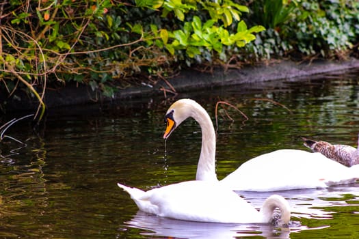 Pair of mute swans, preening their plumage on a pond