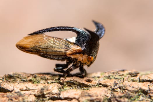 Strange treehopper macro is in the plant.