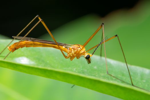 Macro insect on leaf